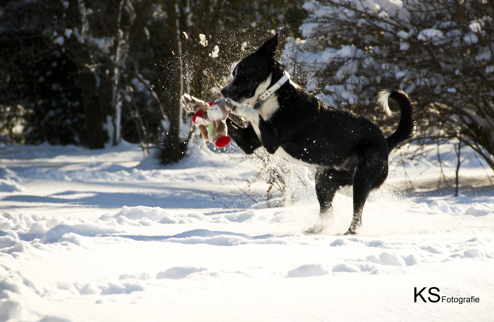 Lucky - 1 jähriger Bordermix - Spaß im Schnee