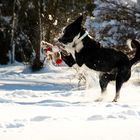 Lucky - 1 jähriger Bordermix - Spaß im Schnee