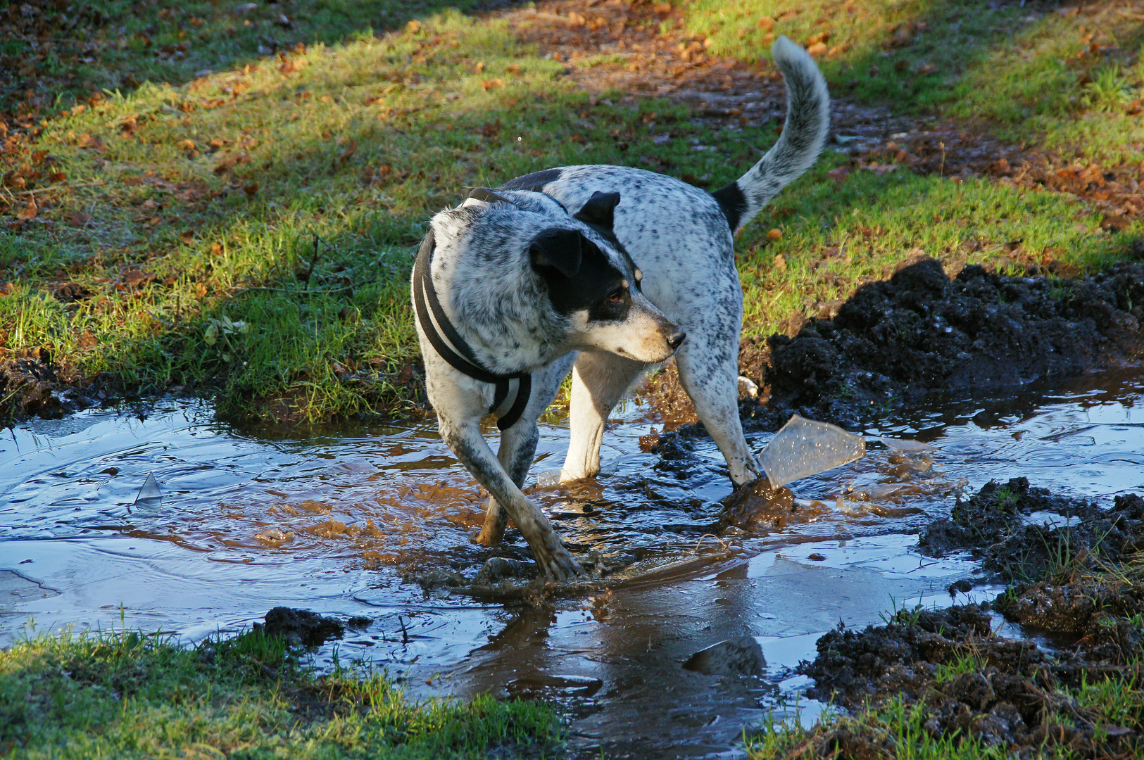 Lucky als Eisbrecher