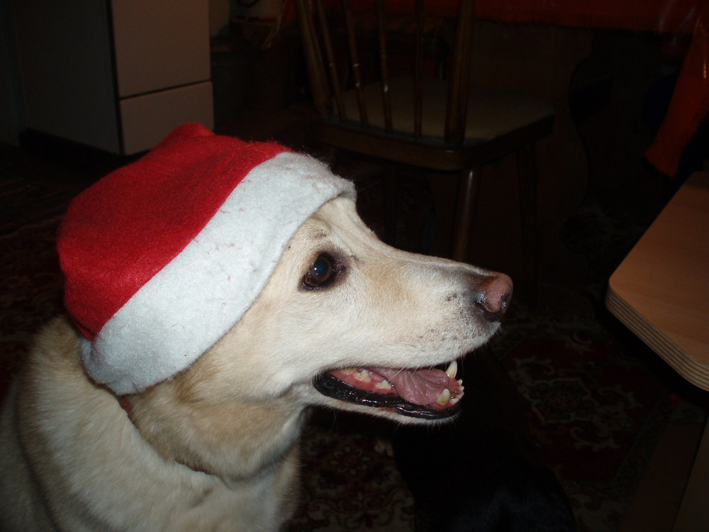 Lucky als Weihnachtshund