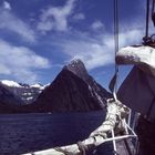 Lucky am Milford Sound