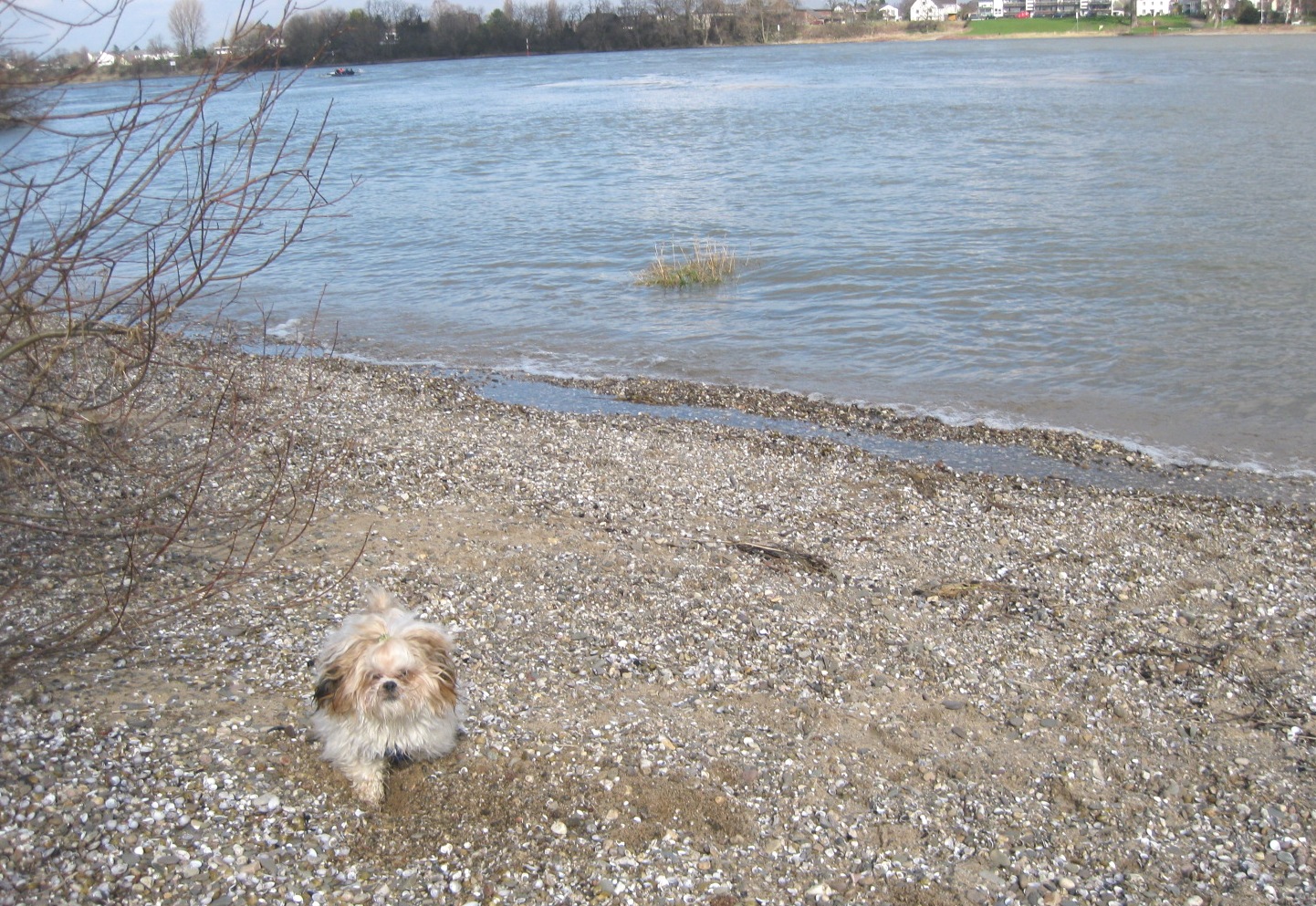 Lucky am Rhein