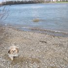 Lucky am Rhein