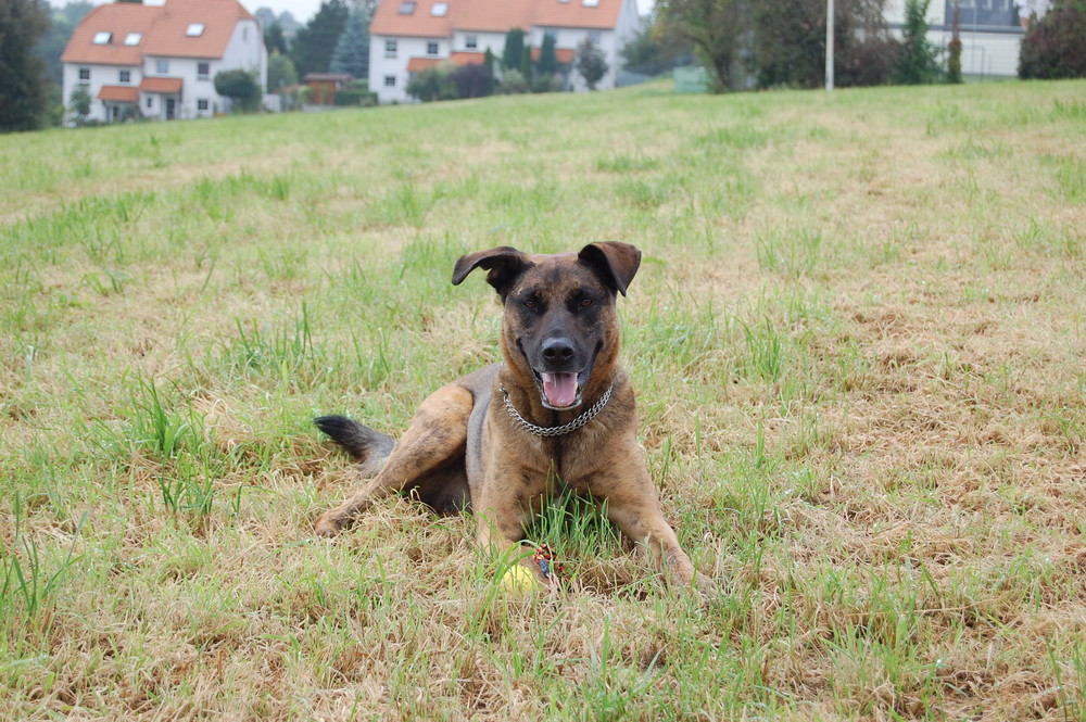 Lucky auf der Wiese