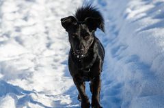 Lucky auf der Winter-pürsch