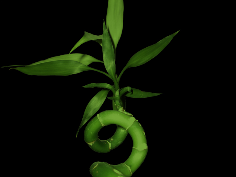 Lucky Bamboo