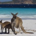 Lucky Bay - Cape le Grande National Park