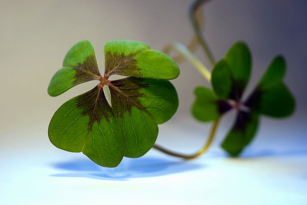 Lucky Clover