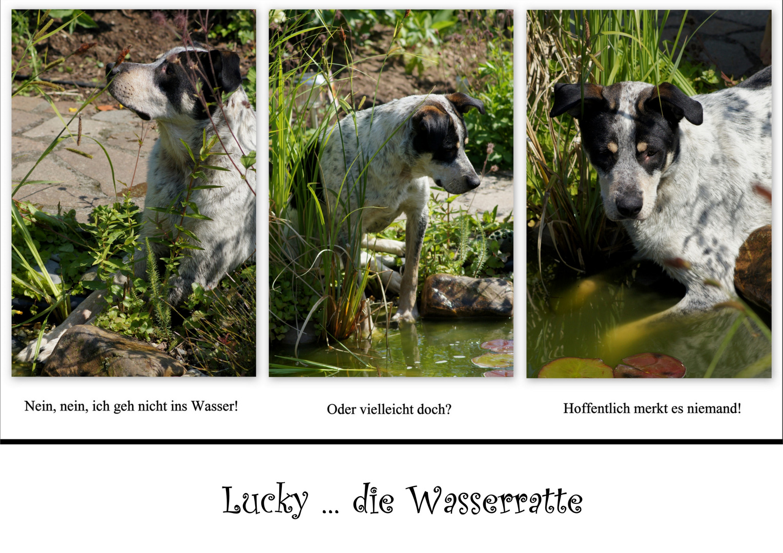 Lucky ... die Wasserratte