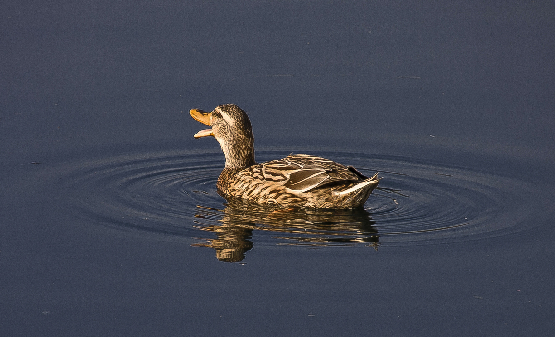 lucky duck oder...