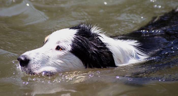 Lucky geht schwimmen