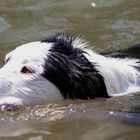 Lucky geht schwimmen