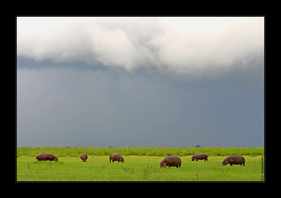 Lucky Hippos