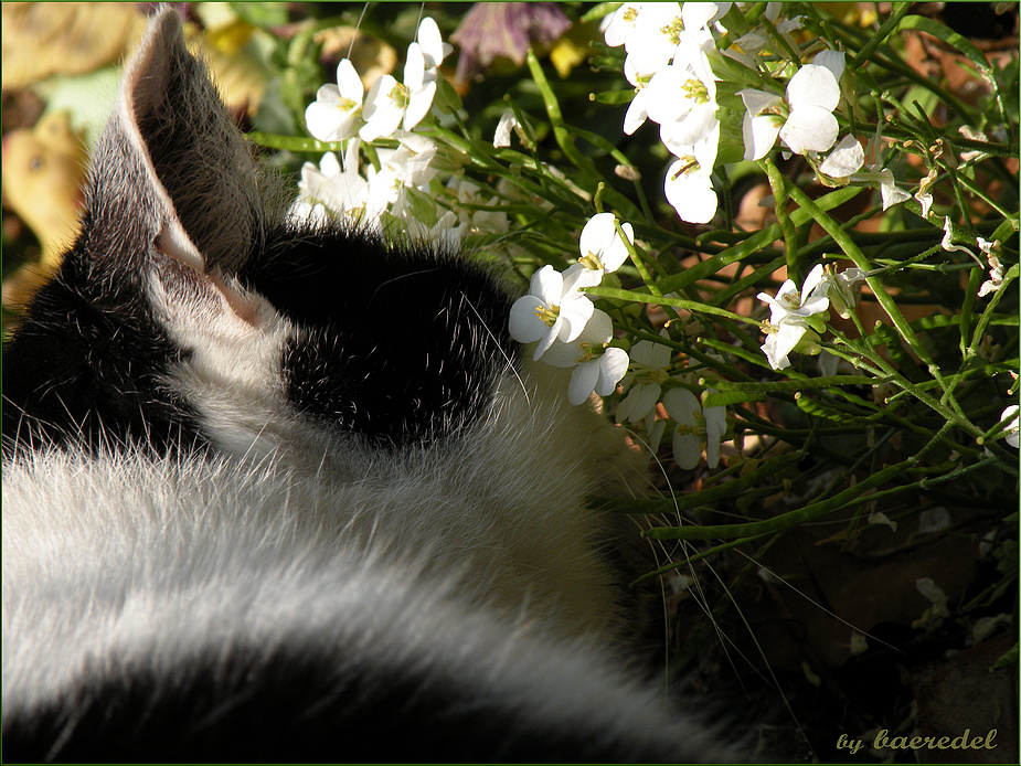 * Lucky im Frühling *