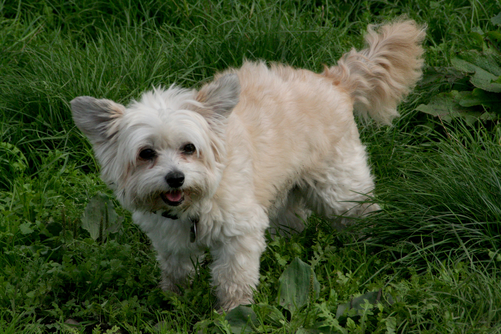 Lucky (kleiner Scheisser)