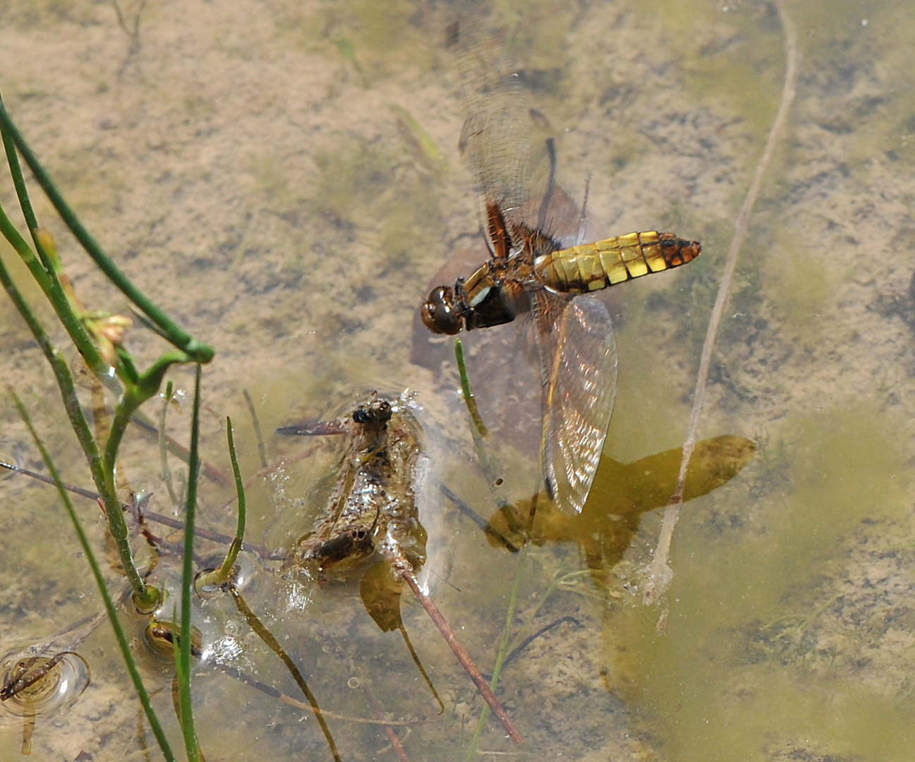 Lucky Libellula, Schneller als ihr Schatten