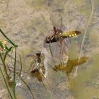 Lucky Libellula, Schneller als ihr Schatten