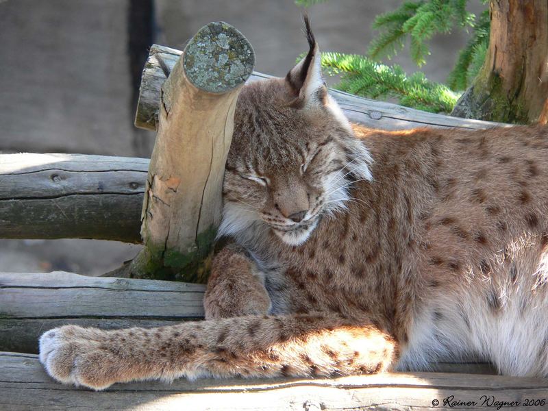 Lucky Luchs !