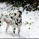 Lucky Luke im Schnee