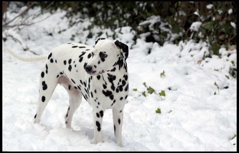 Lucky Luke im Schnee