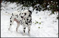 Lucky Luke im Schnee