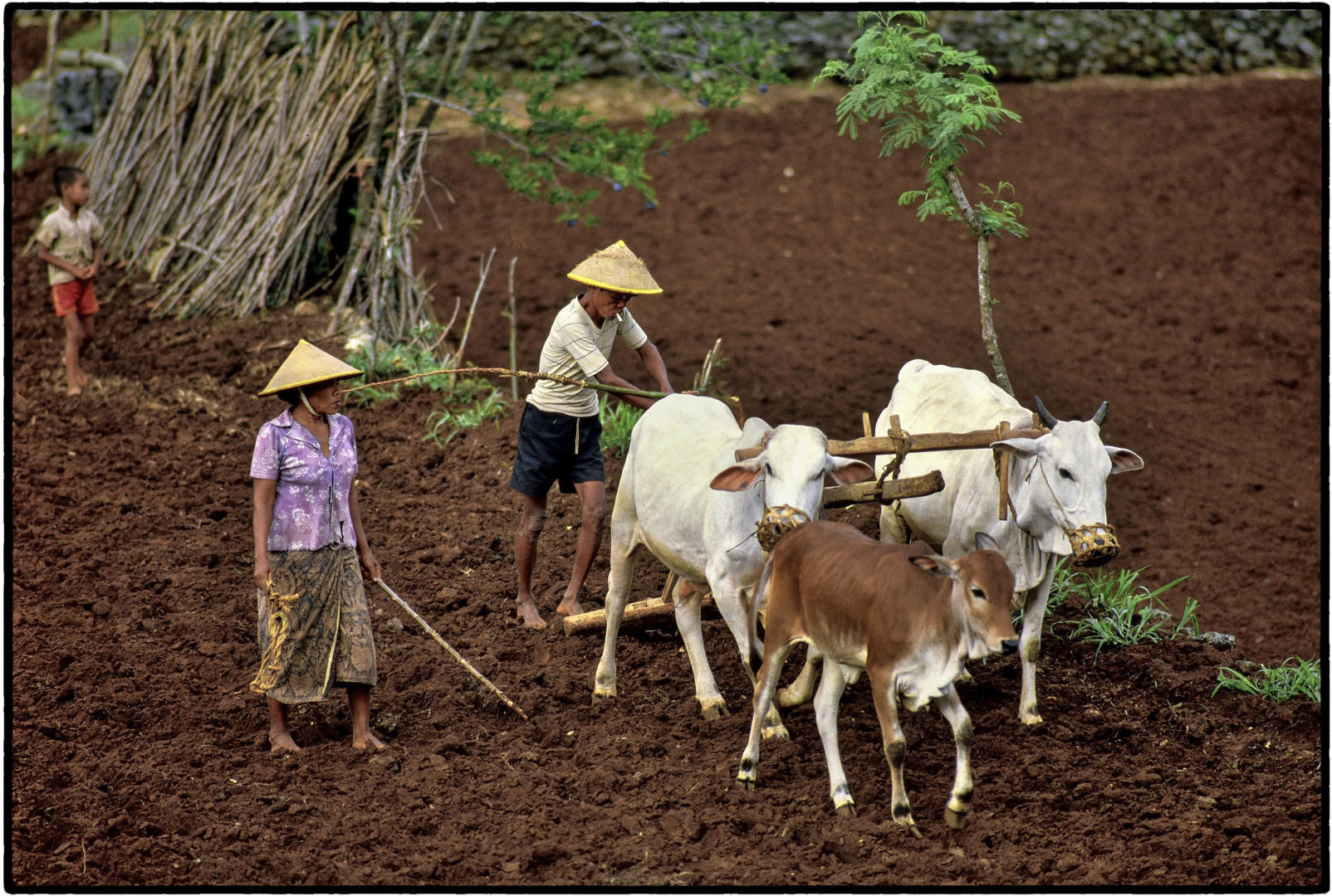 LUCKY LUKE Javanese Version 1984