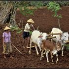 LUCKY LUKE Javanese Version 1984