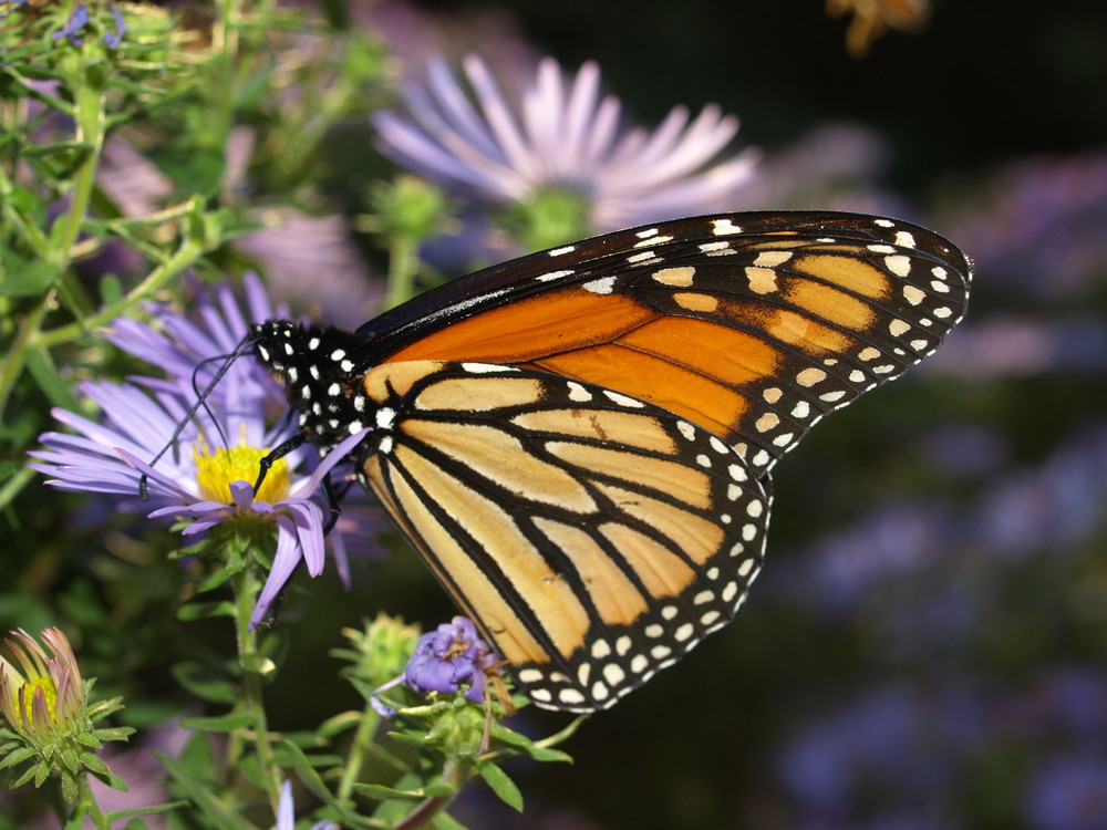 LUCKY MONARCH