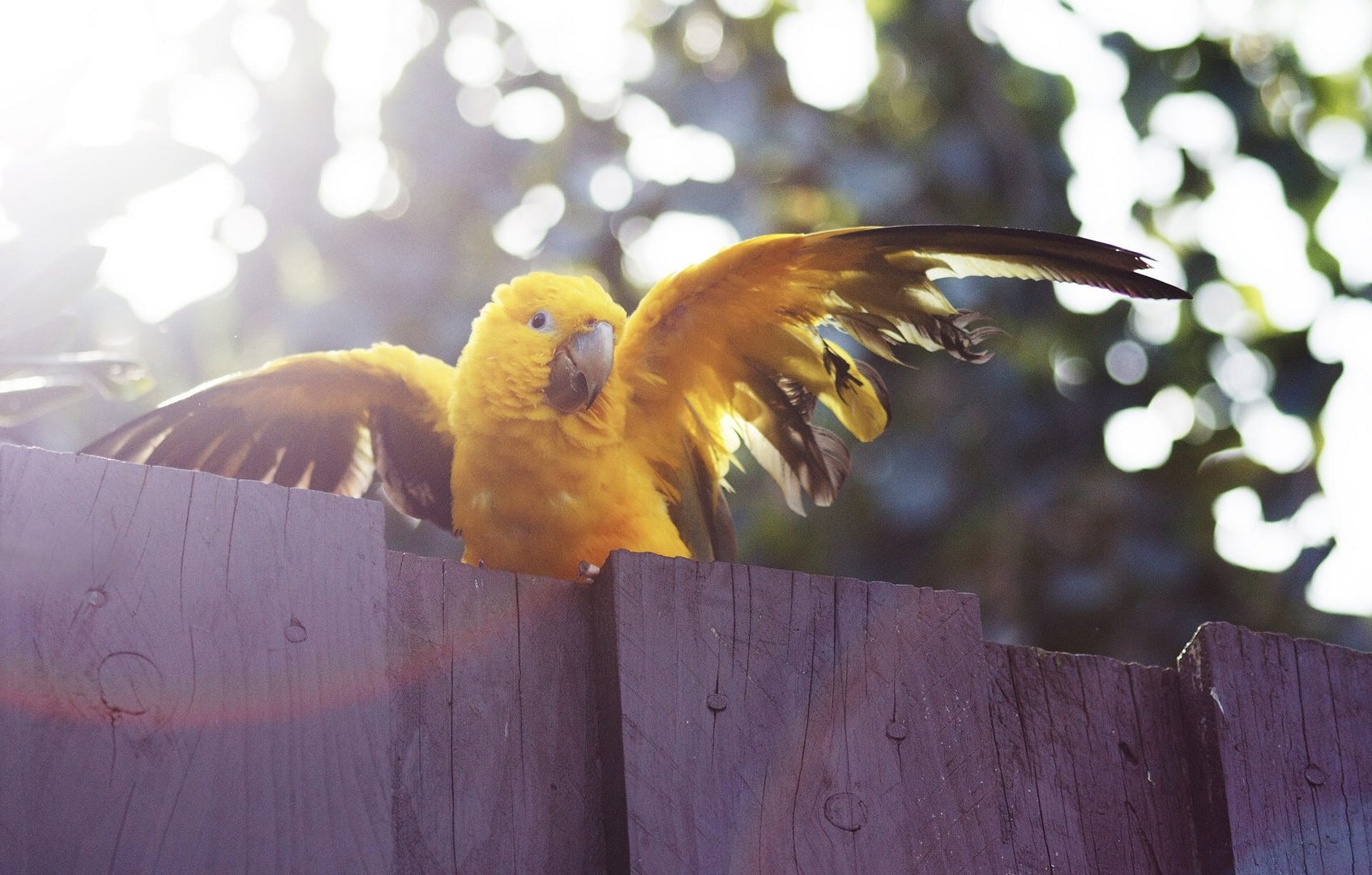 Lucky Parrot.