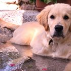 Lucky preferisce il bagno durante la stagione estiv /         Lucky bevorzugt die Badewetter-Saison