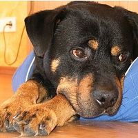 Lucky Rott