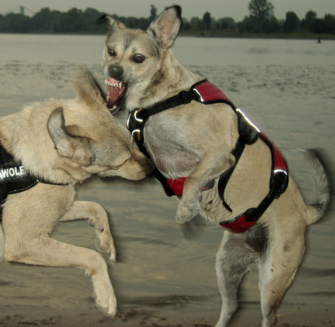 Lucky und die gefährliche Gina :O)