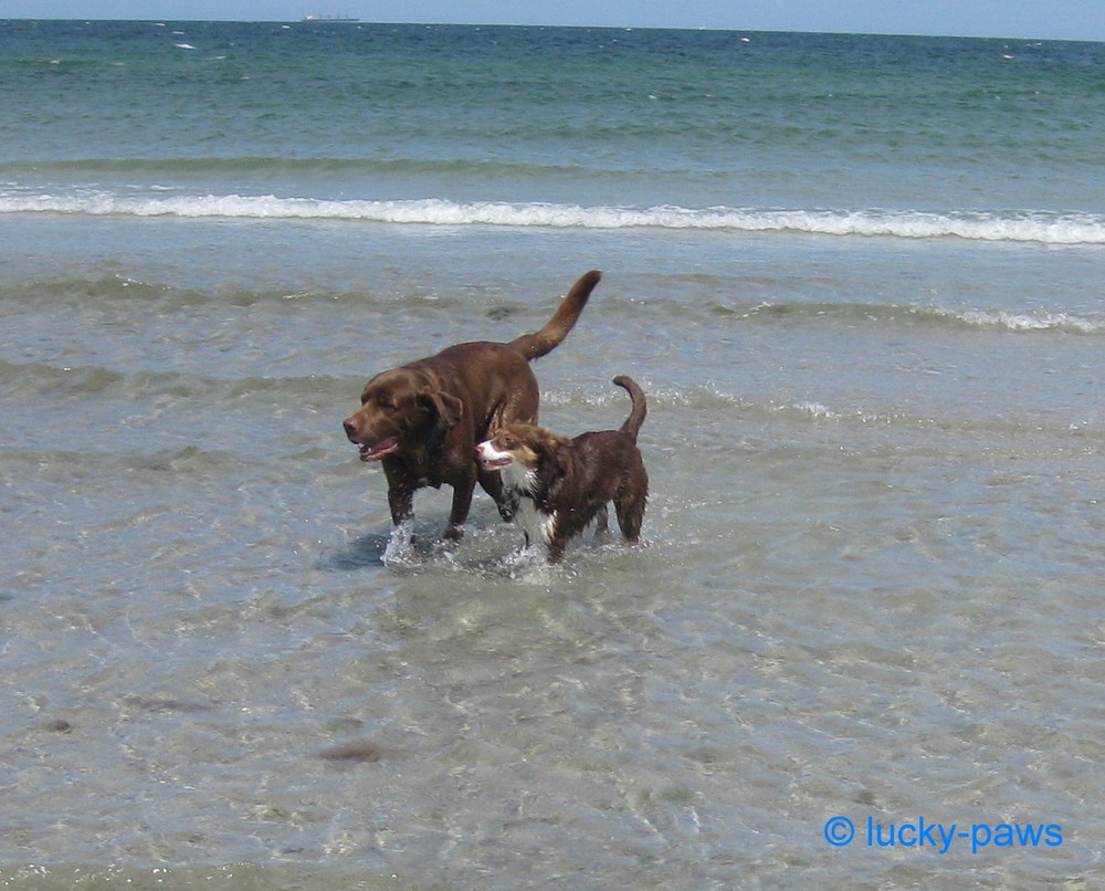 Lucky und Nicky im Wasser