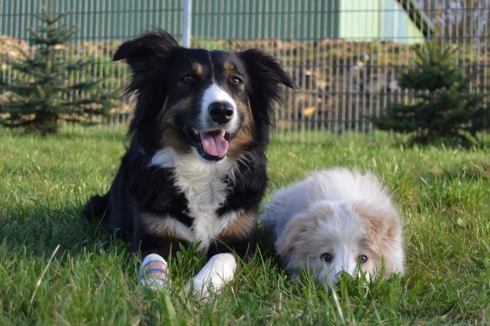 Lucky und Sky by iloveBorderCollie 