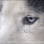 lucky´s eye...... (sib husky)