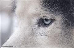 lucky´s eye...... (sib husky)