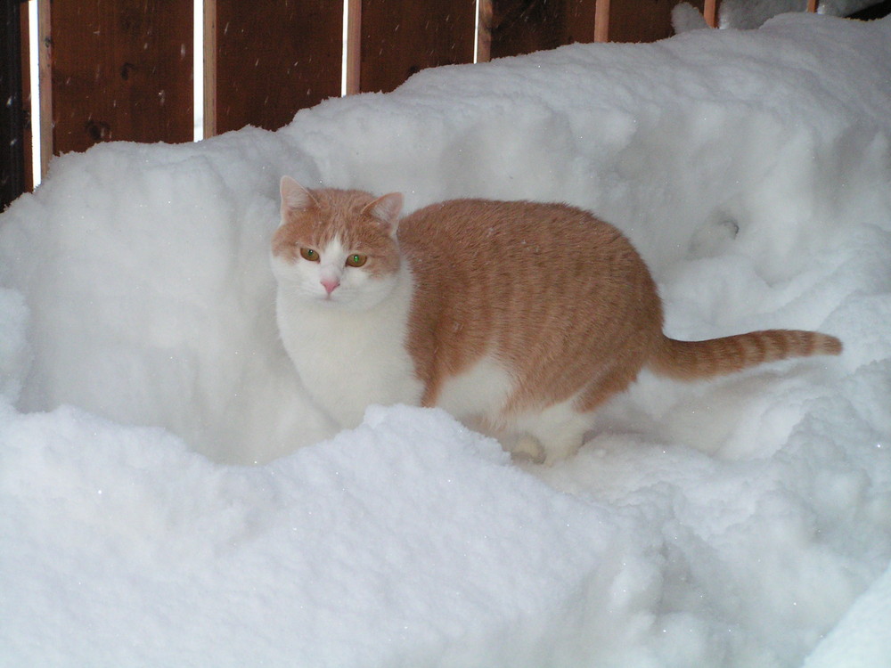 Lucs im Schneemantel