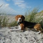 Lucy am Strand (1)