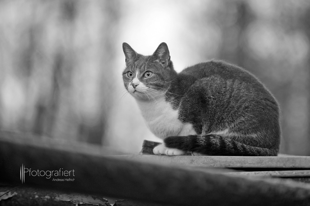 Lucy auf dem Blechdach