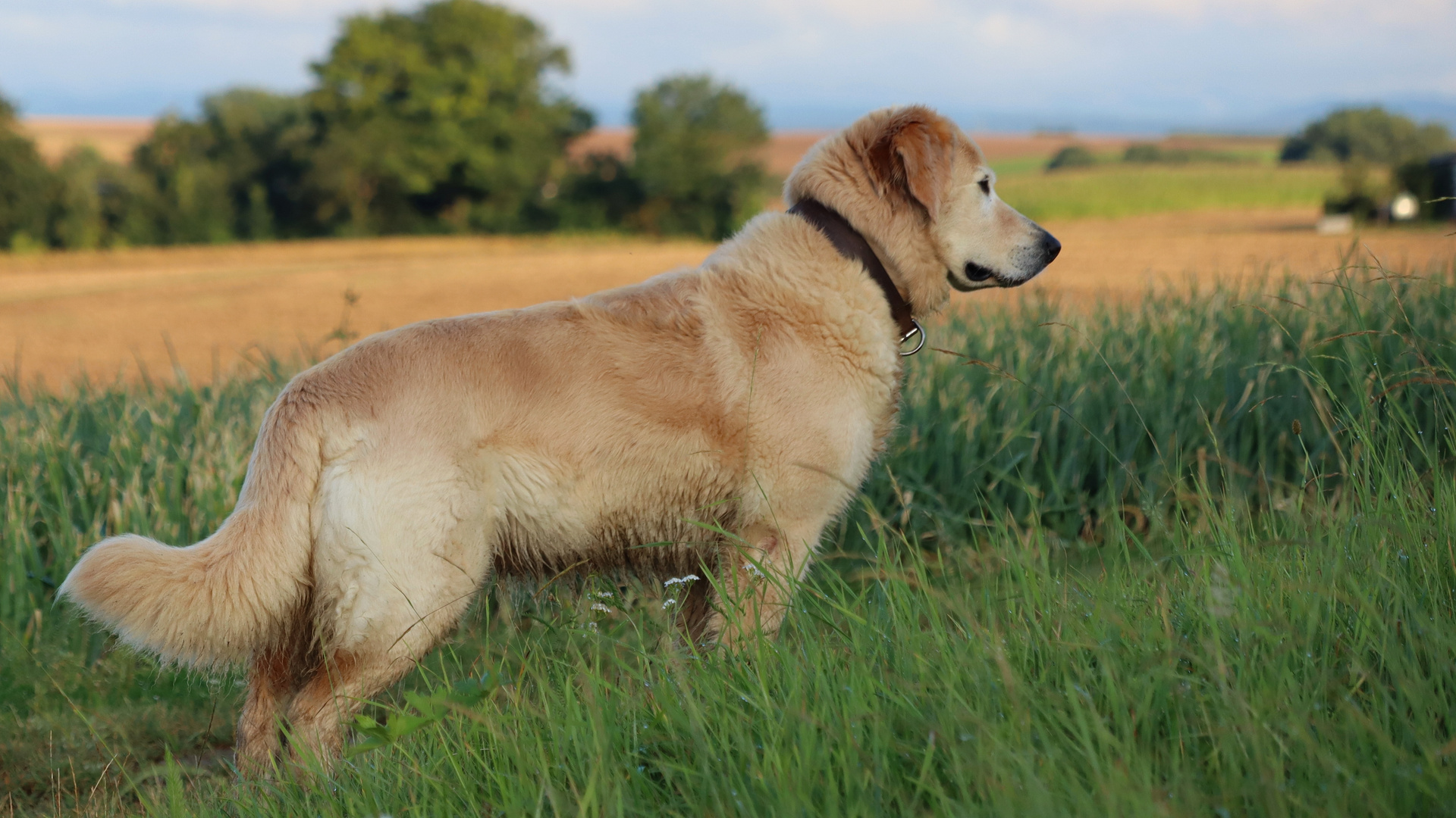 Lucy auf Mäusejagd