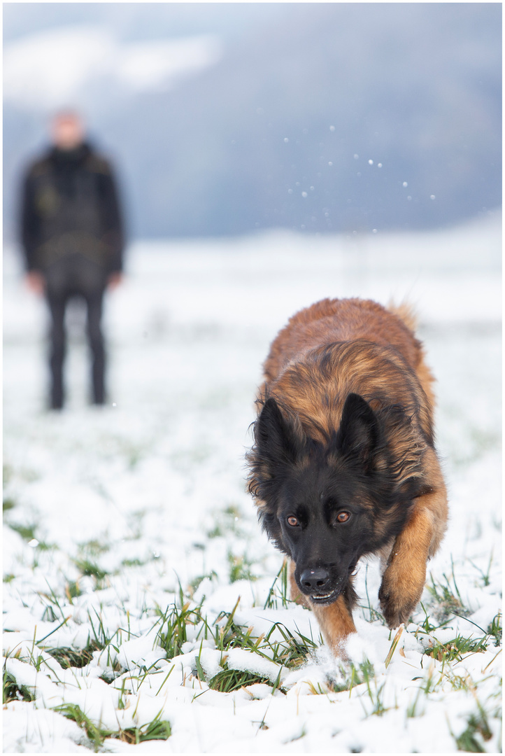 Lucy bei der Revierarbeit