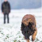 Lucy bei der Revierarbeit