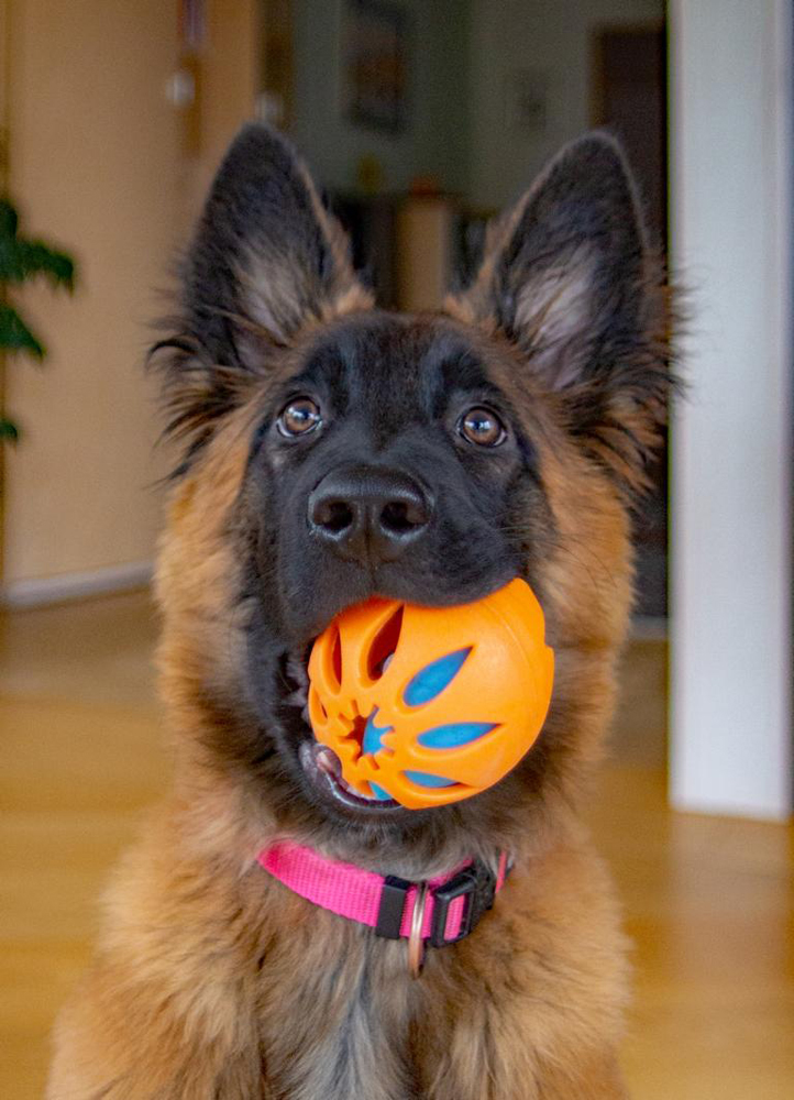 Lucy beim Ballspiel