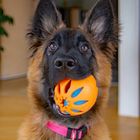 Lucy beim Ballspiel