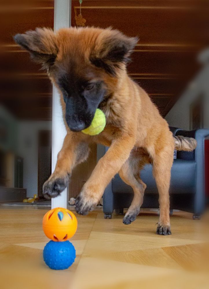 Lucy beim Ballspiel Foto & Bild orange, hunde, hund Bilder auf