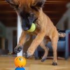 Lucy beim Ballspiel