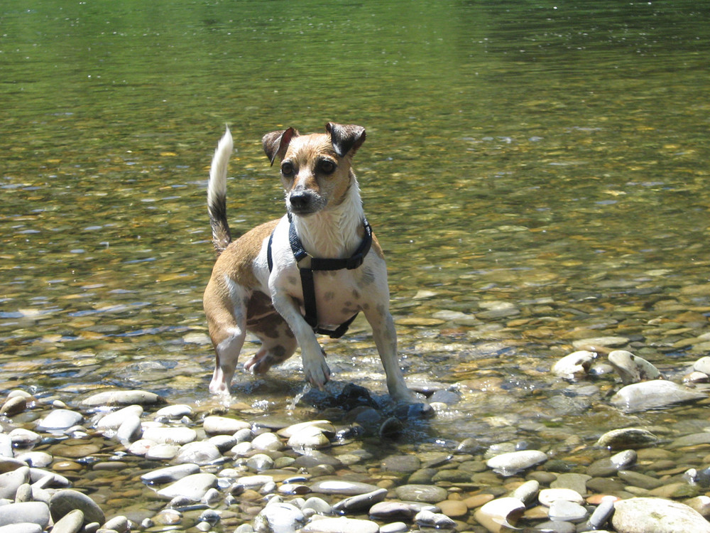 Lucy beim Steine tauchen