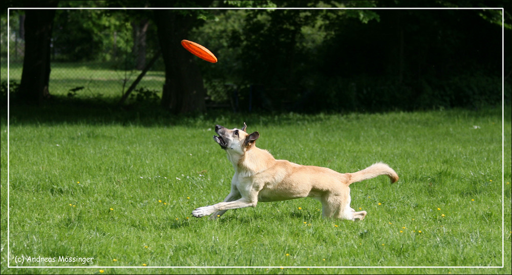 Lucy, der Frisbeefreak