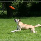 Lucy, der Frisbeefreak