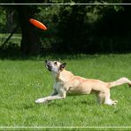 Lucy, der Frisbeefreak